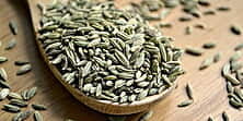 Fennel - Foeniculum vulgare Mill